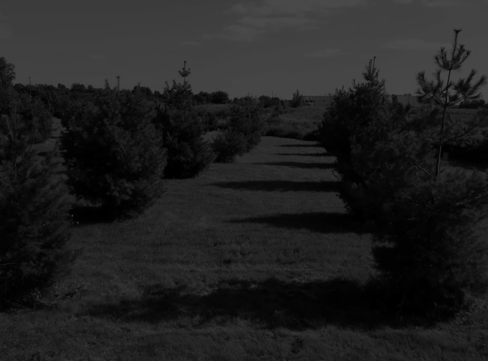 Young evergreen trees planted in rows along a mown path at the memorial site.